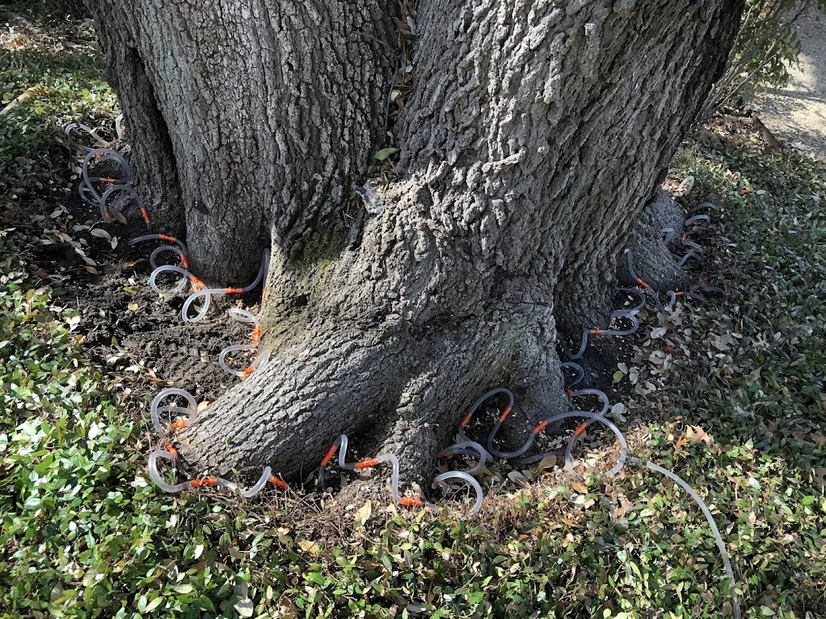 Detailed Tree Cabling and Bracing job site in Carrolltown